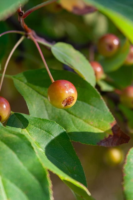 中乙球队并 中乙球队并