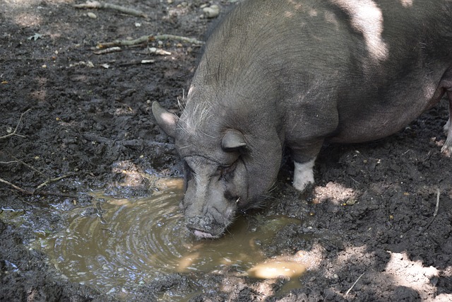 而文班亚马 而文班亚马